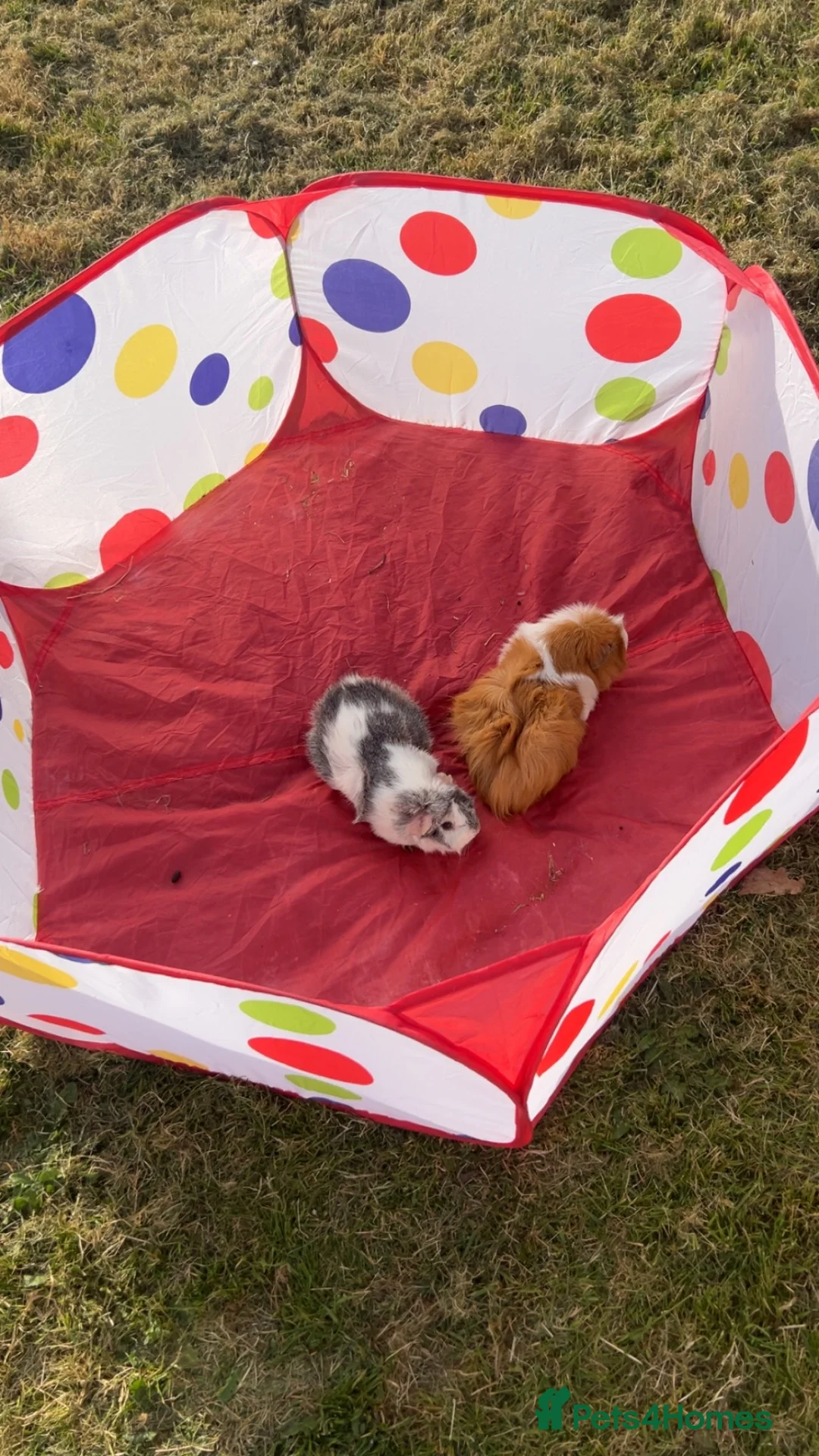 Guinea Pig rodents for sale: Two female guinea pigs in Lowestoft - Advert 2