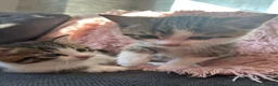 Mixed Breed cats for sale: Mixed Breed Kittens with Maine Coon Ancestry in Rochester - Advert 6