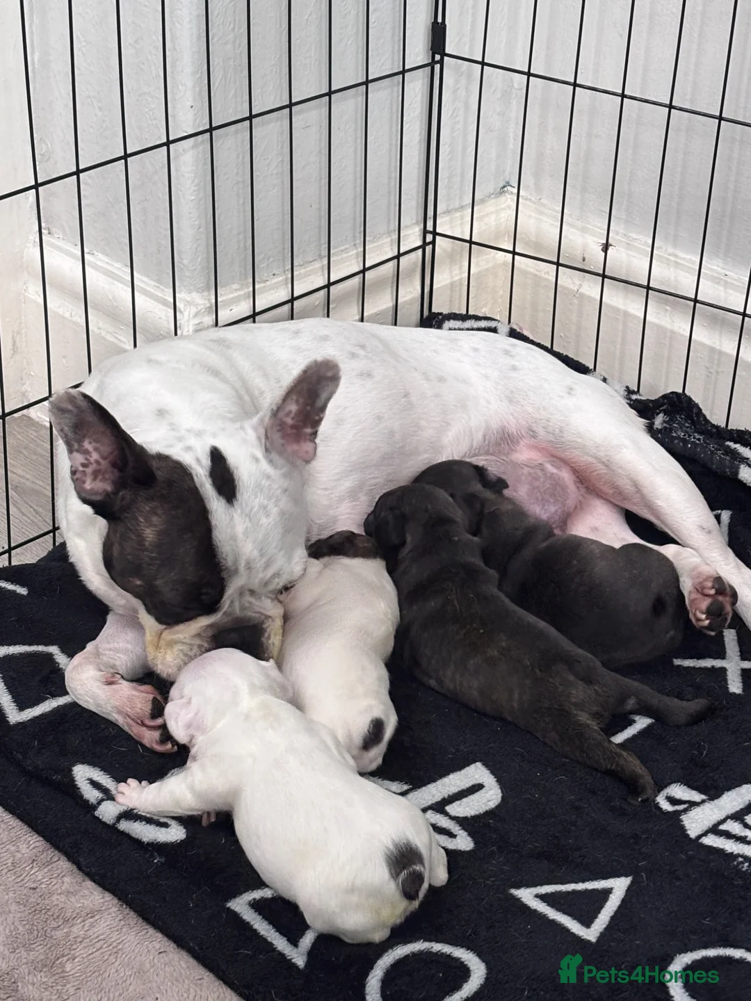 French Bulldog dogs for sale: Beautiful French bulldog puppies-surprise litter - Advert 15