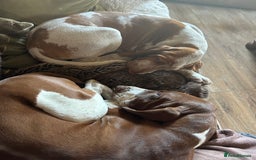Bracco Italiano dogs for sale: Adorable Bracco Puppies Due 3rd October  - Image 16