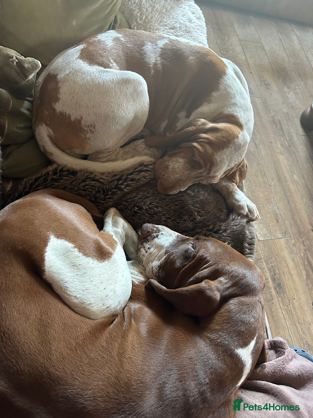 Bracco Italiano dogs for sale: Adorable Bracco Puppies Due 3rd October  - Image 16