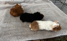 Guinea Pig rodents for sale: Baby guinea pigs for sale male and female ready  - Image 3