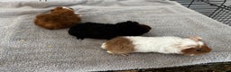 Guinea Pig rodents for sale: Baby guinea pigs for sale male and female ready  - Advert 4