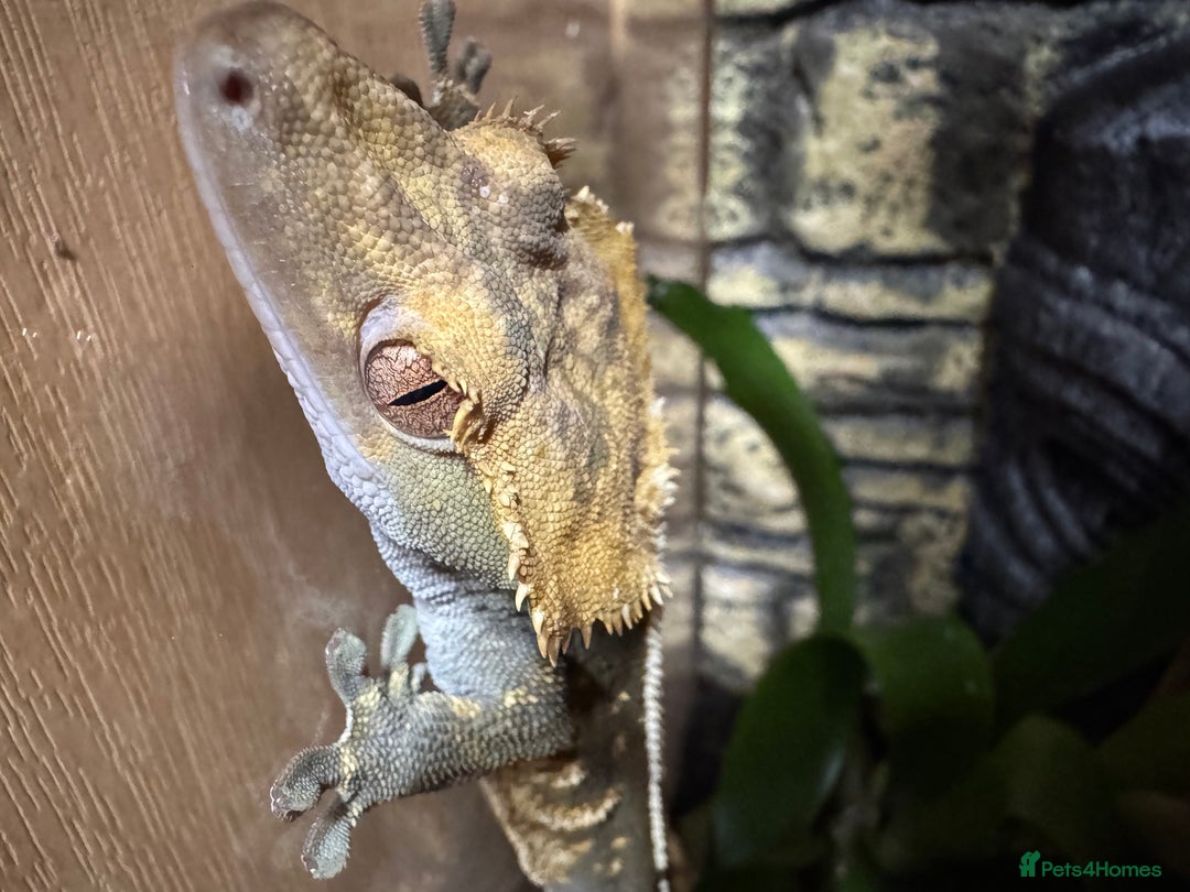 Gecko reptiles for sale: Beautiful Crested Gecko - Advert 3