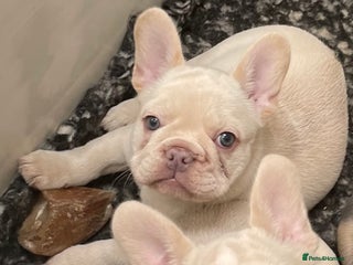 French Bulldog dogs KC REGISTERED QUALITY FRENCH BULLDOG PUPPIES - Advert 6