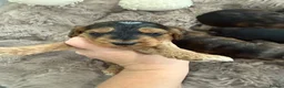 Cockapoo dogs for sale: Beautiful f1 sable pups. Full DNA & health clear. - Advert 5
