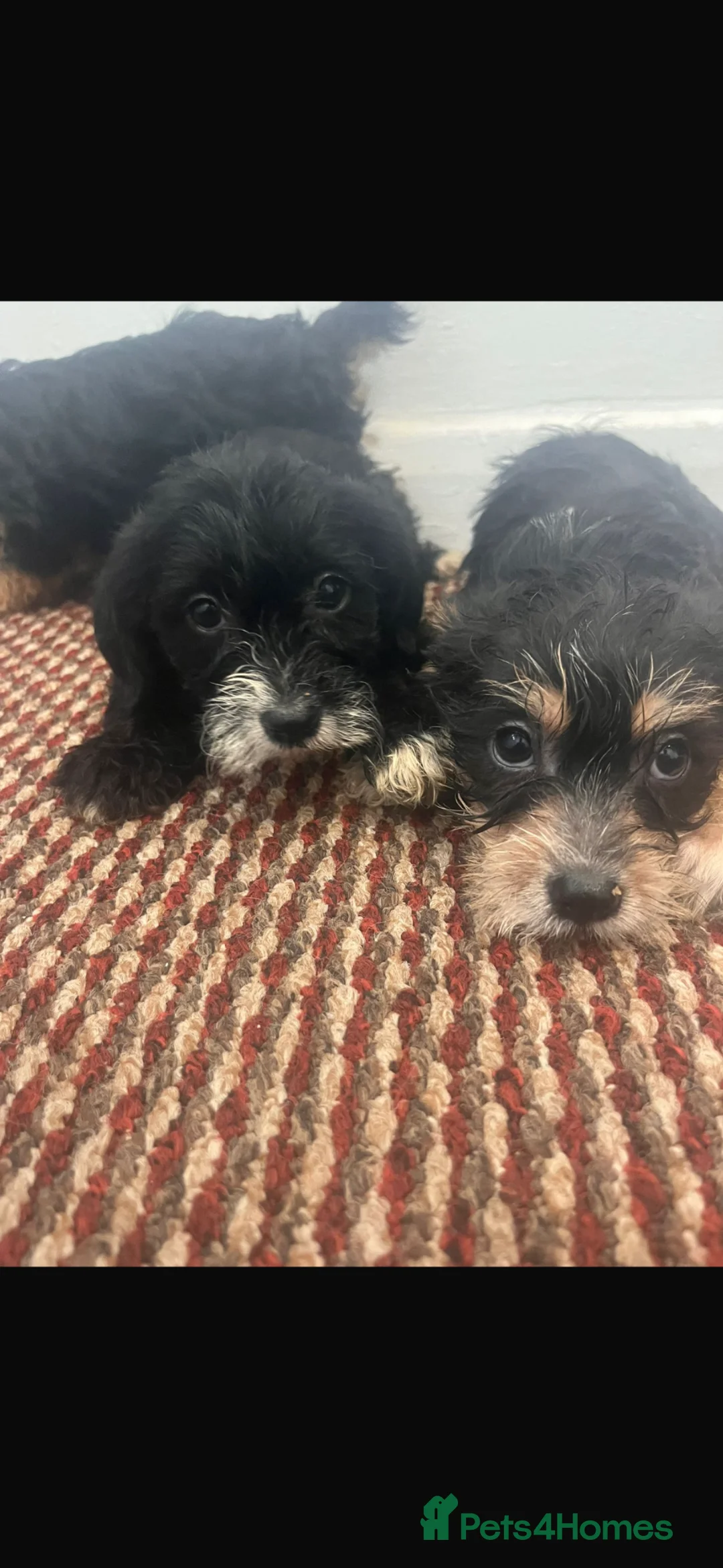 Yorkshire Terrier dogs for sale: Yorkies for sale  in Mitcham - Advert 6