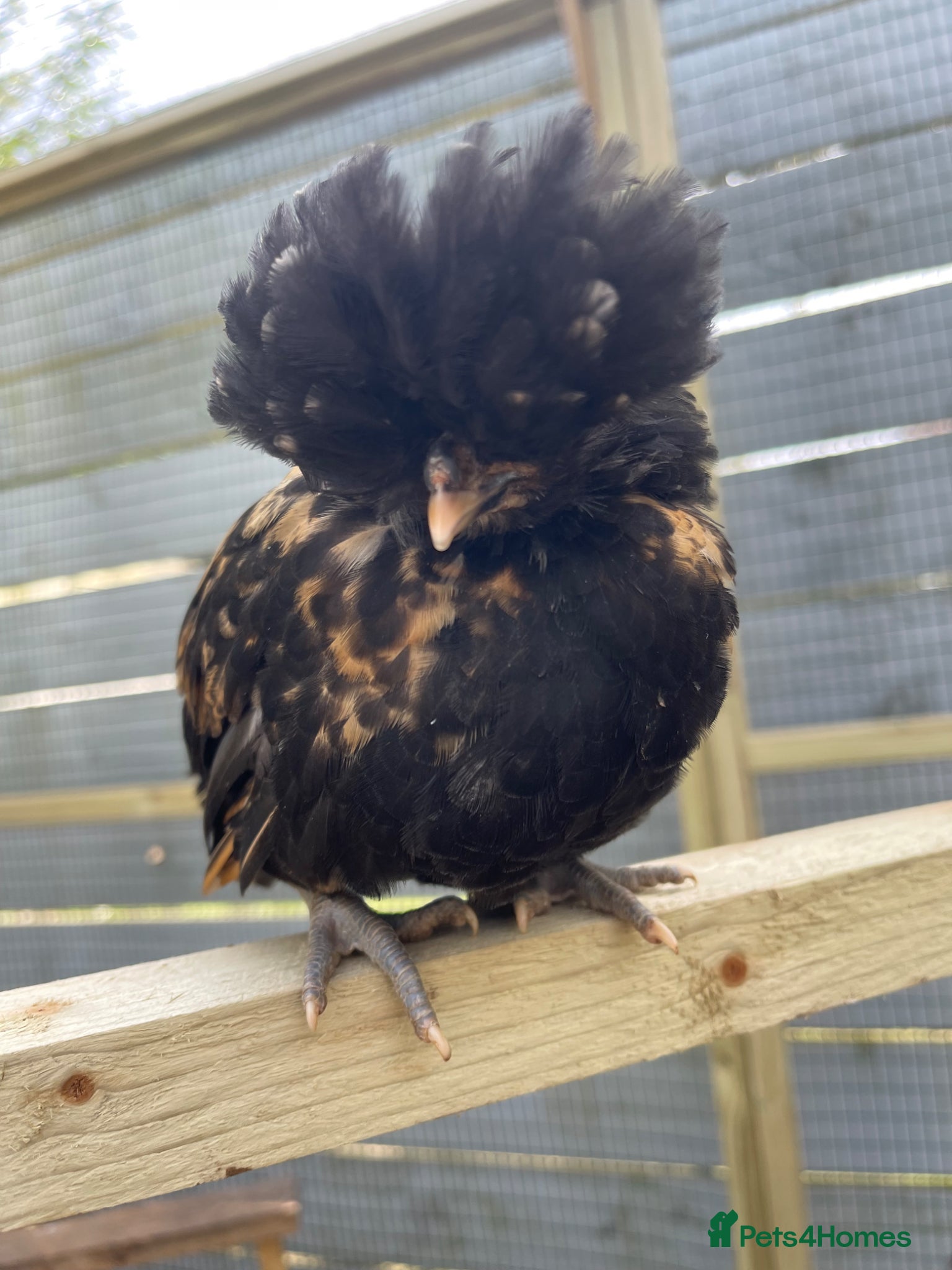 Chickens poultry Purebred Polish Chicks - 7 Weeks Old - Advert 2