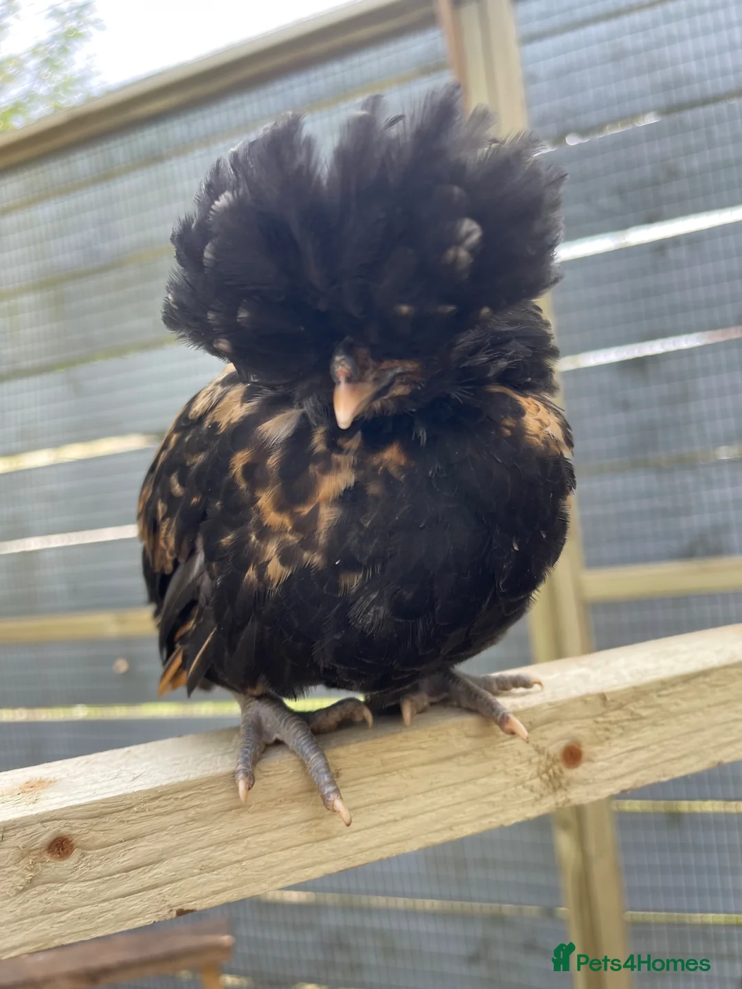 Chickens poultry for sale: Purebred Polish Chicks - 7 Weeks Old in Hereford - Advert 2