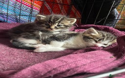 Domestic Shorthair cats for sale: 2 beautiful tabby girls for sale ready 11/09/25 - Image 6
