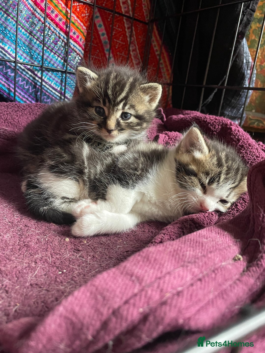Domestic Shorthair cats for sale: 2 beautiful tabby girls for sale ready 11/09/25 - Image 6