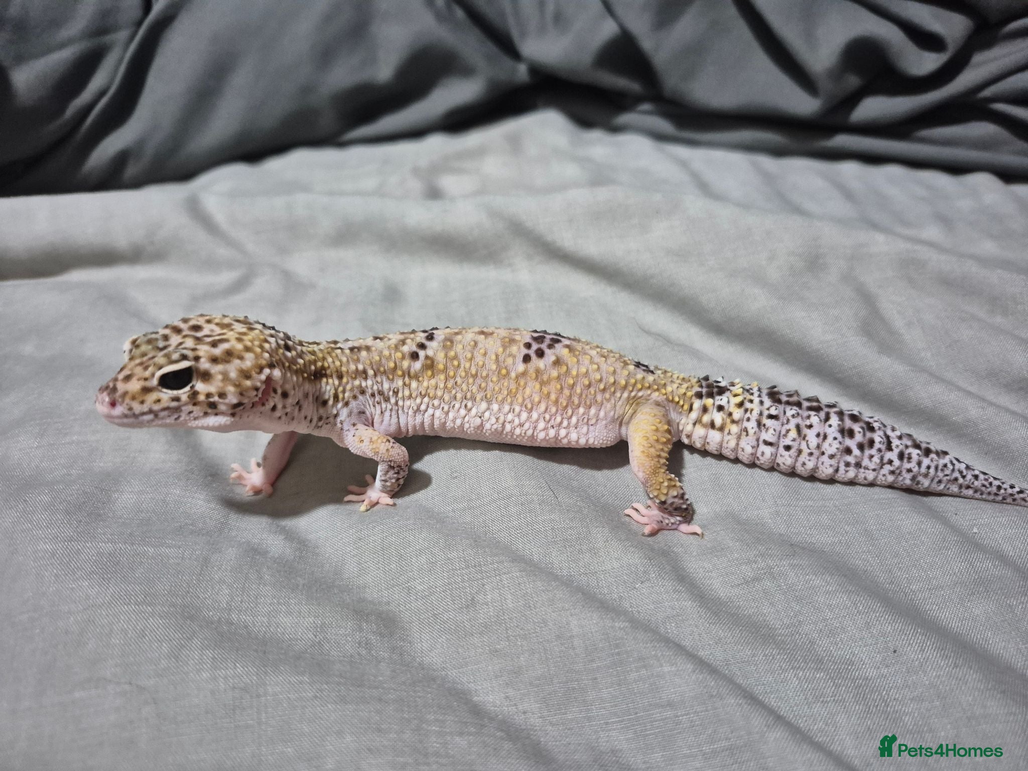 Leopard Gecko reptiles Female leopard gecko 2 years old - Advert 1