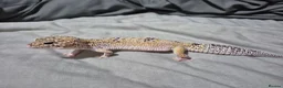 Leopard Gecko reptiles for sale: Female leopard gecko 2 years old - Advert 1