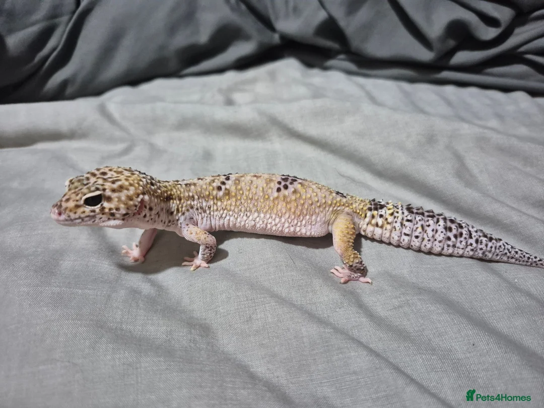 Leopard Gecko reptiles for sale: Female leopard gecko 2 years old - Advert 1