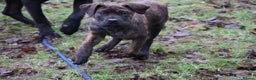 Presa Canario dogs for sale: Presa Canario Puppies (Recognised Breeder) - Advert 4
