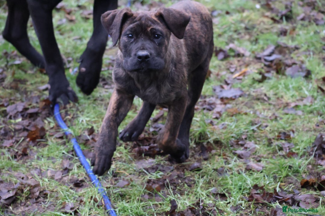 Presa Canario dogs for sale: Presa Canario Puppies (Recognised Breeder) - Advert 4