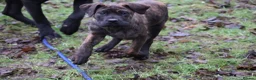 Presa Canario dogs for sale: Presa Canario Puppies (Recognised Breeder) - Advert 4