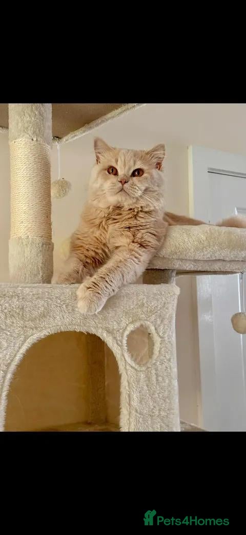 British Shorthair cats Beautiful British Shorthair Kittens - Advert 2