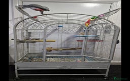 Budgerigars birds for sale: Baby African Grey Full Set Up! - Image 2