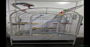Budgerigars birds - Advert 14