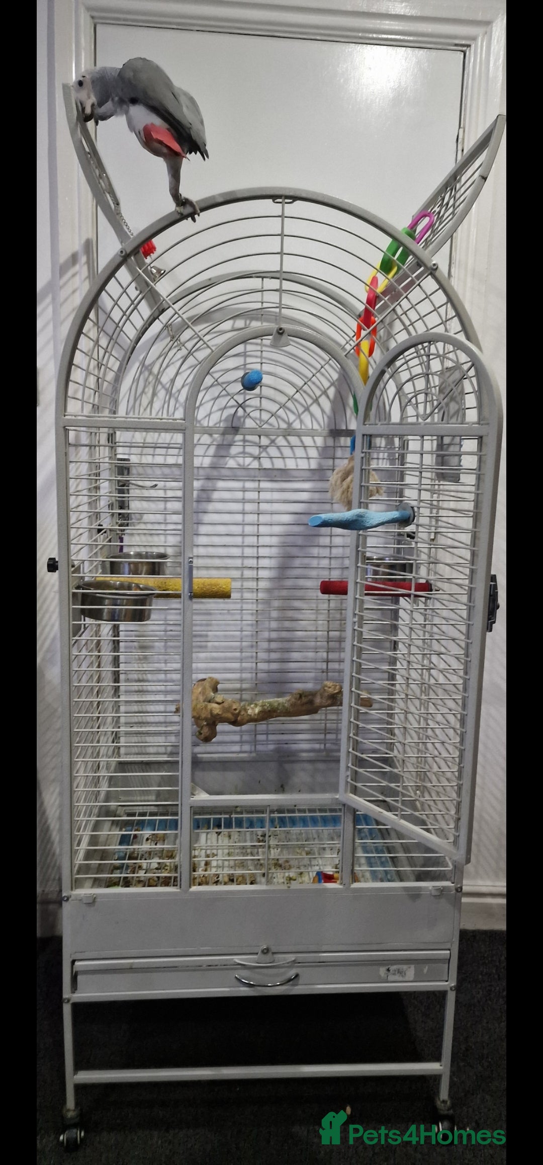 Budgerigars birds for sale: Baby African Grey Full Set Up! - Image 2