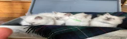 Ragdoll cats for sale: Beautiful Ragdoll Kittens - Advert 3