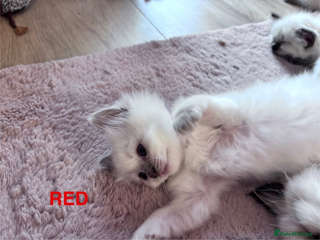 Ragdoll cats for sale: 🥰 Beautiful Radoll Kittens 😍 - Image 10