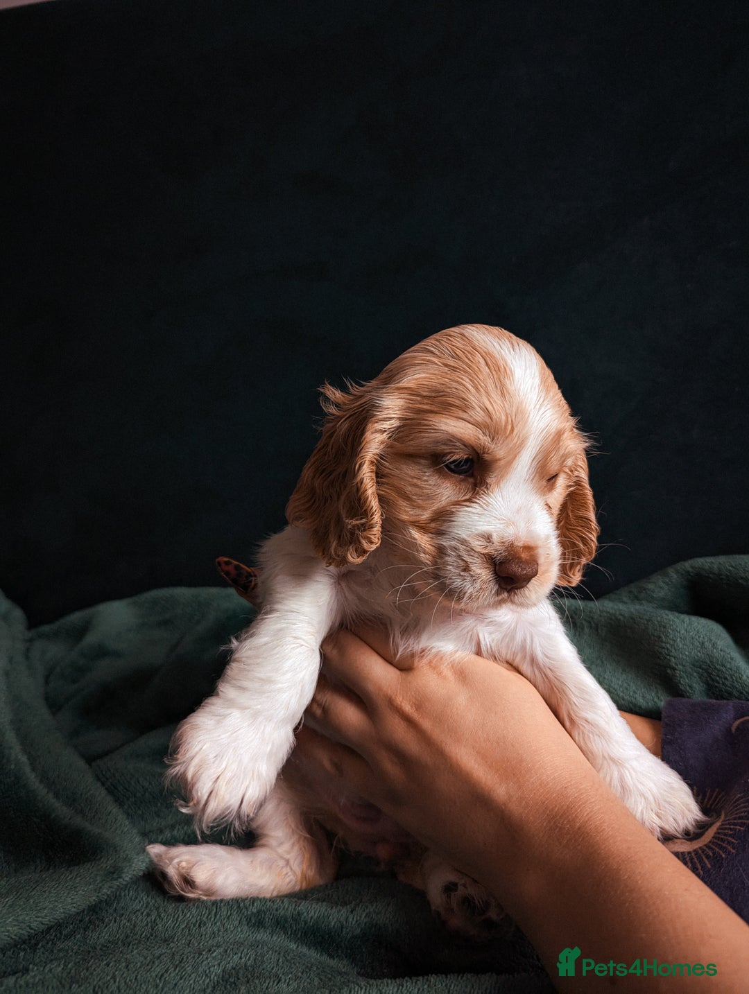Cocker Spaniel dogs for sale: ✨ Showline Cocker Spaniel puppies for sale ✨ - Image 28