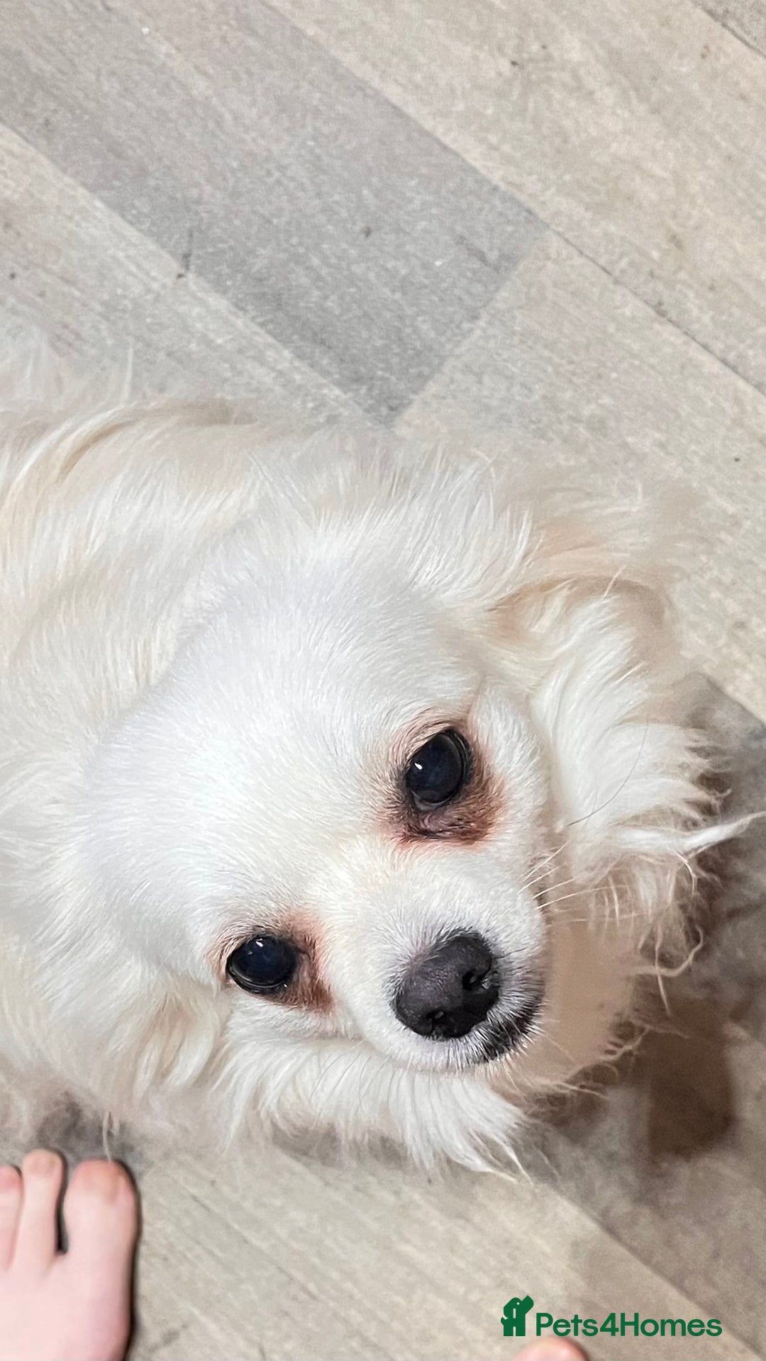 Chihuahua dogs for sale: Chihuahua boy  - Advert 1