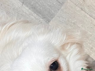 Chihuahua dogs Chihuahua boy - Advert 7