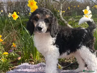 Standard Poodle dogs Standard poodle - Advert 6