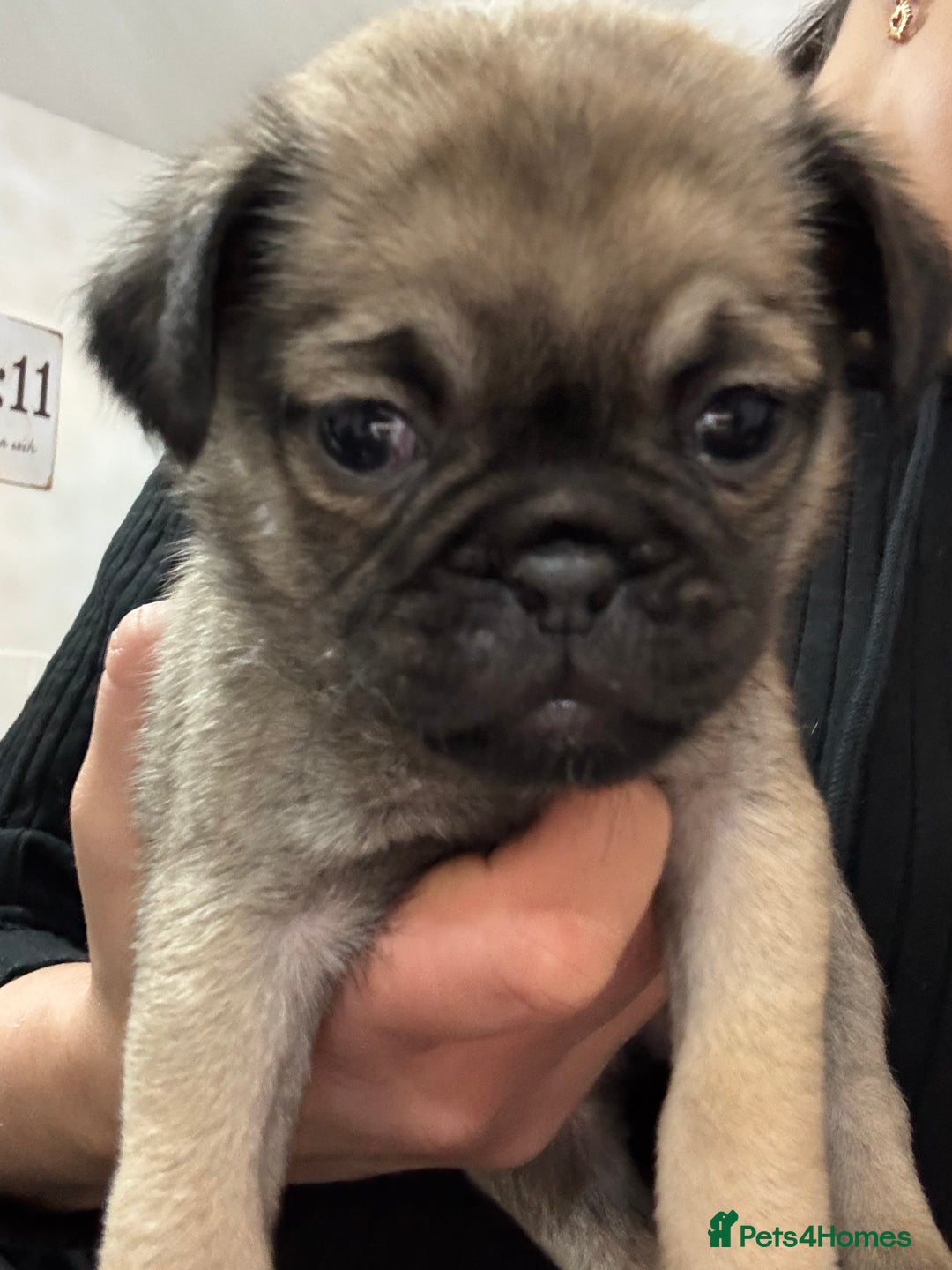 Pug dogs for sale: Beautiful Pug Puppies - Advert 21