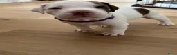 Mixed Breed dogs for sale: Spinger spaniel X Staffordshire bull terrier - Advert 8