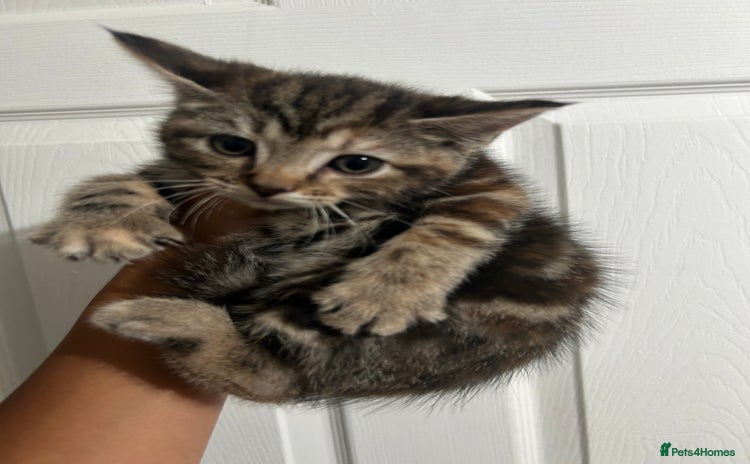 Mixed Breed cats - Advert 6