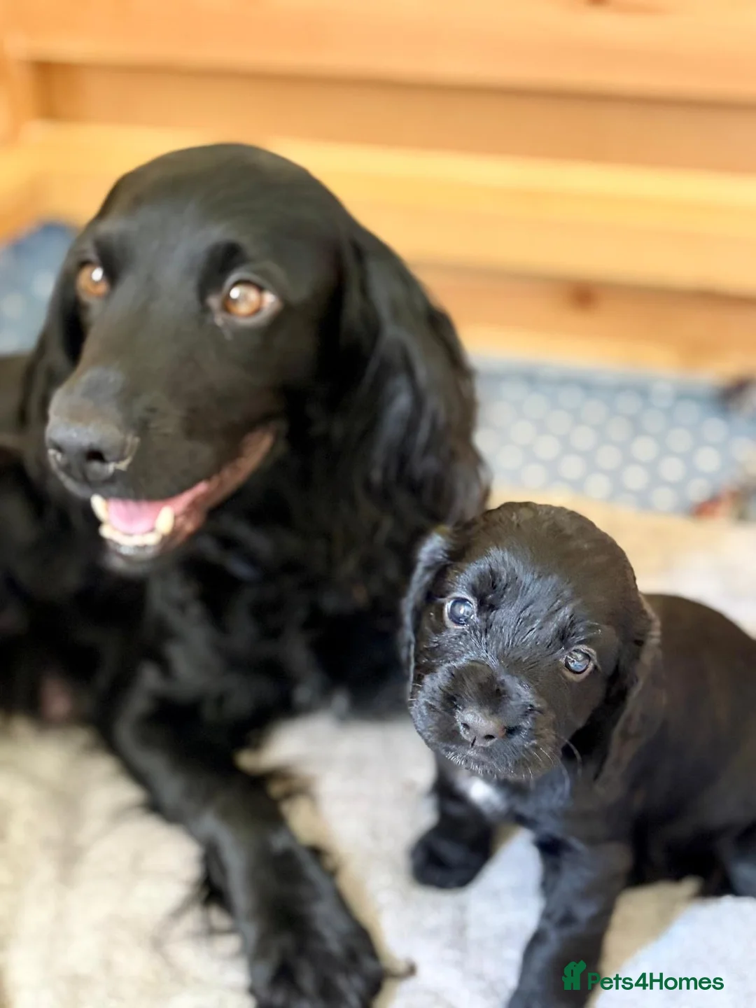 Sprocker dogs for sale: Beautiful Sprocker Spaniel Girls Available - Advert 2