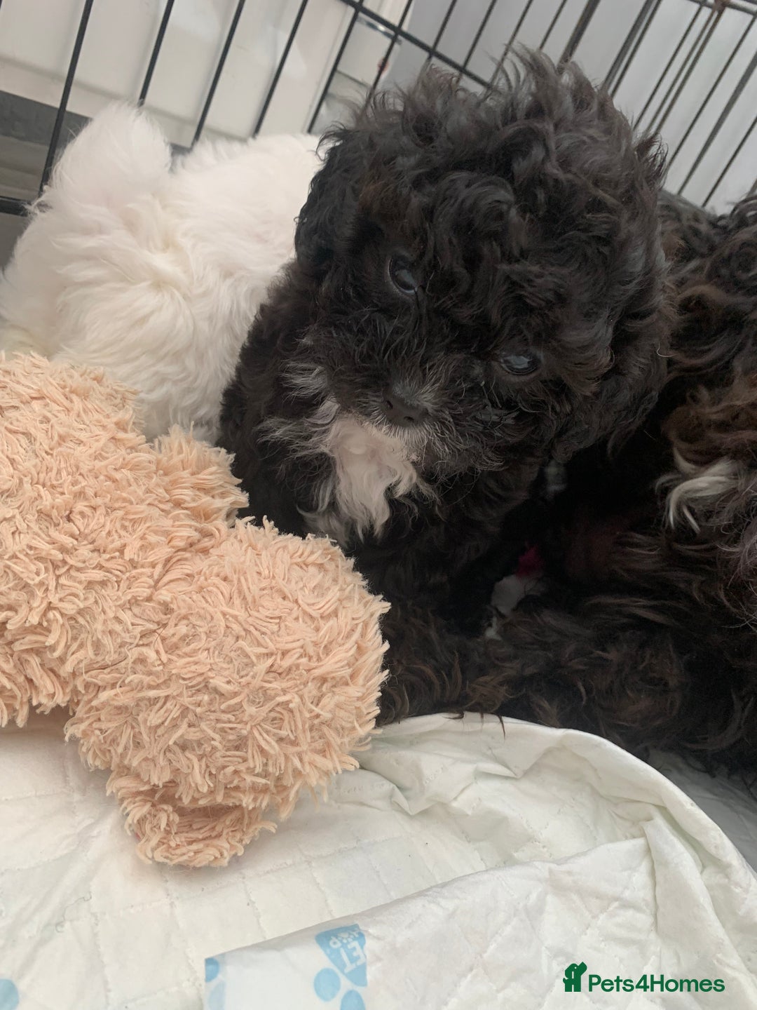 Shihpoo dogs for sale: shihpoos  - Image 12