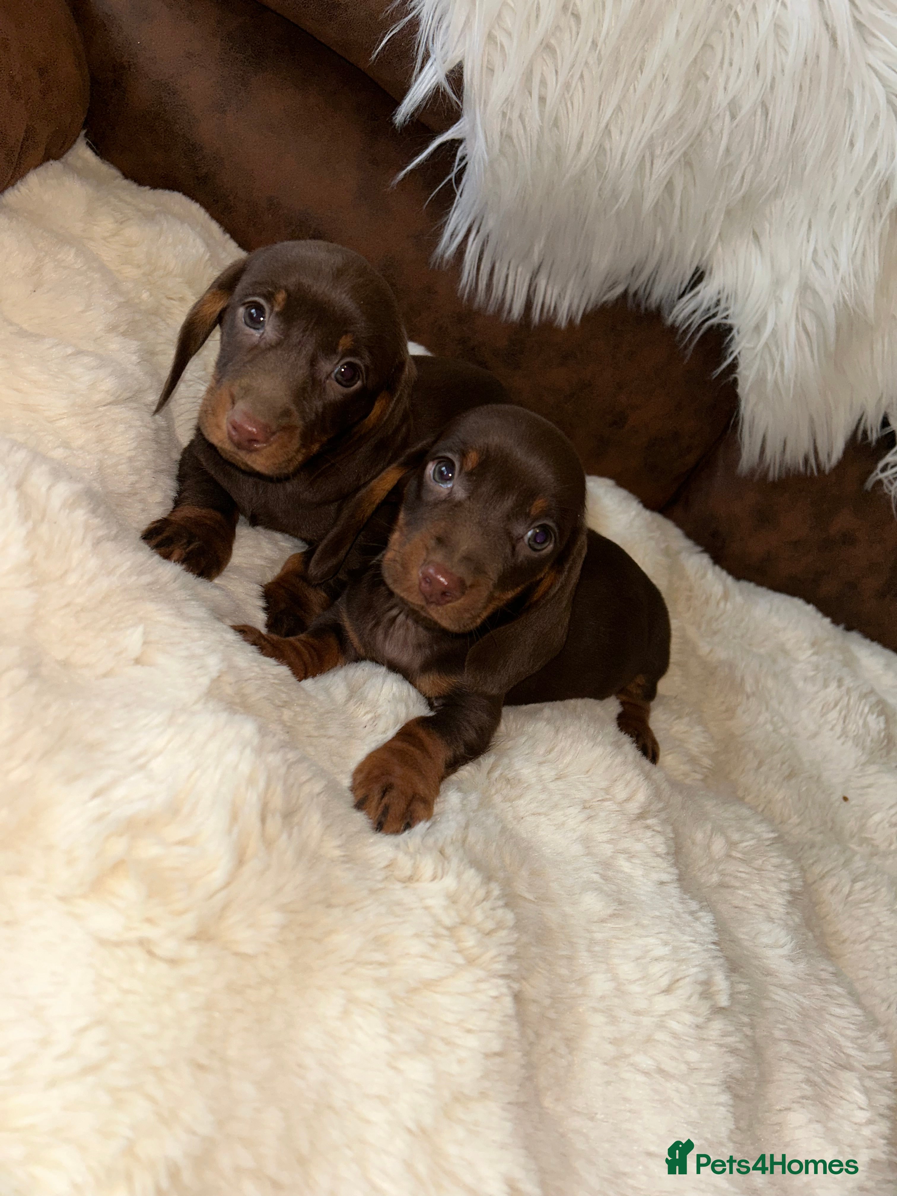 Miniature Dachshund dogs Miniature Dachshund Puppies - Advert 3