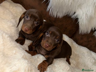 Miniature Dachshund dogs Miniature Dachshund Puppies - Advert 18