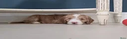 Goldendoodle dogs for sale: Multigen Double Doodle - Advert 11