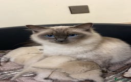 Ragdoll cats for sale: Beautiful Blue Point Ragdoll kittens - Image 2