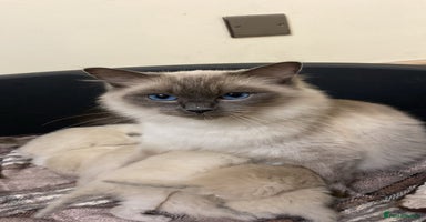 Ragdoll cats - Advert 9
