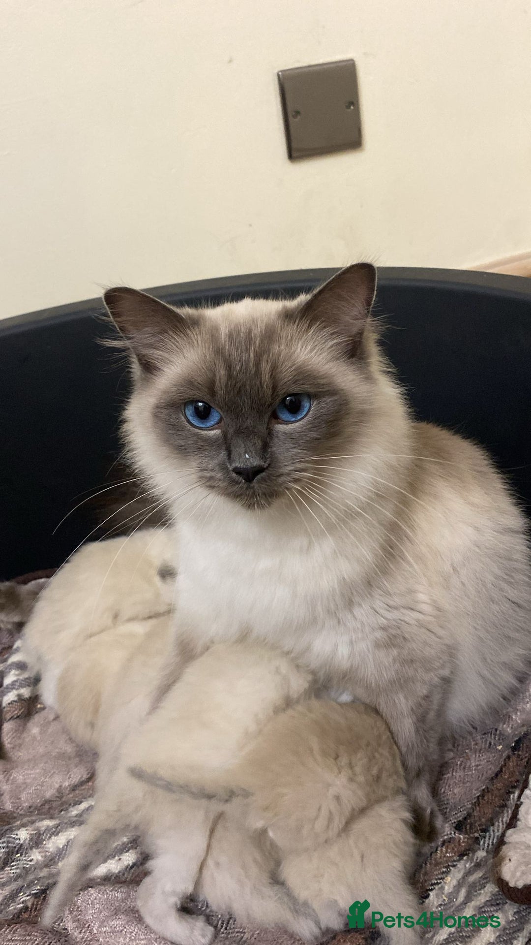 Ragdoll cats for sale: Beautiful Blue Point Ragdoll kittens - Image 2