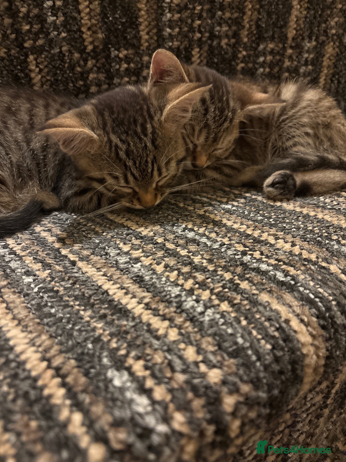 Mixed Breed cats 2 gorgeous tabby kittens - Advert 6