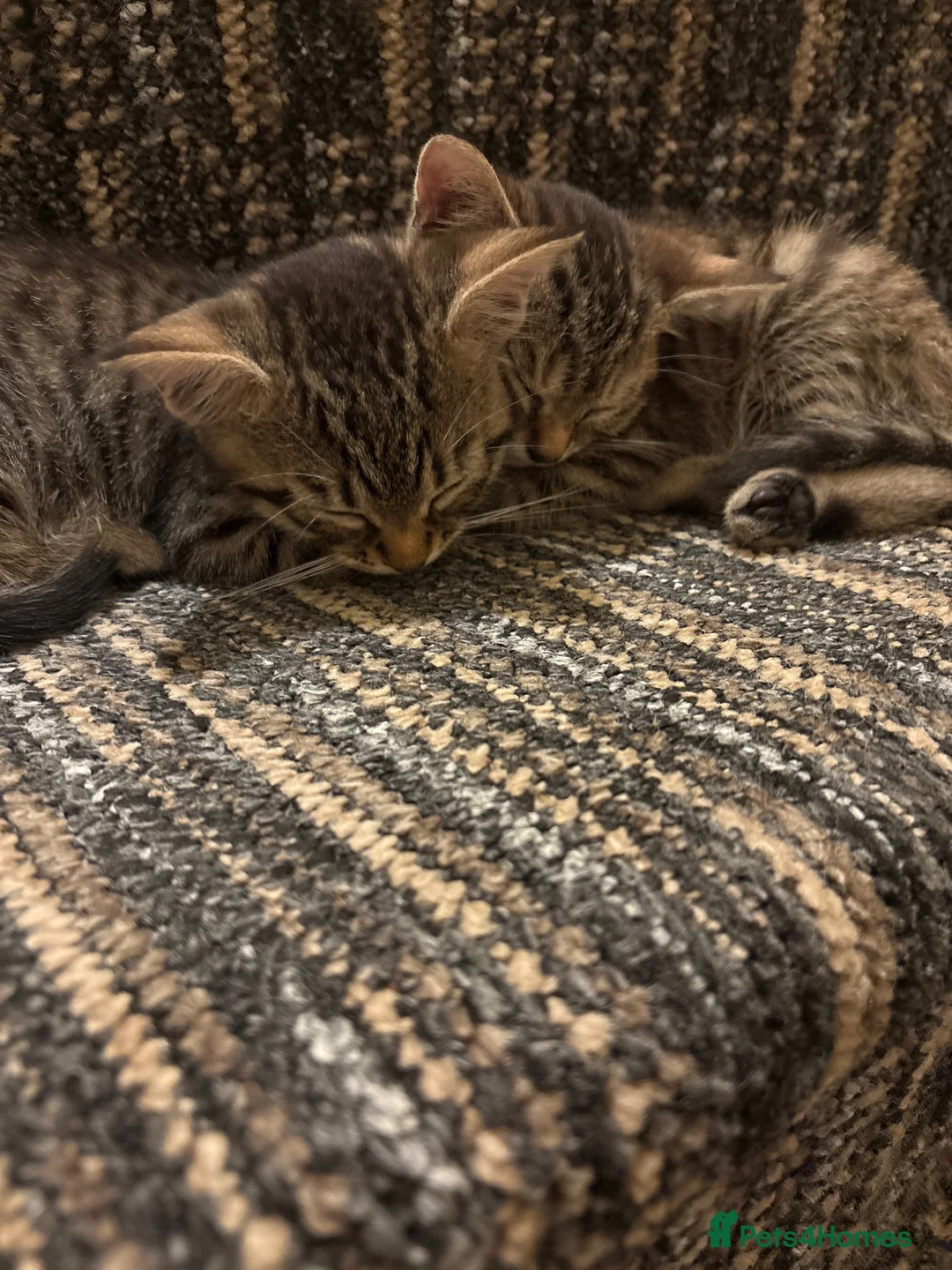 Mixed Breed cats for sale: 2 gorgeous tabby kittens - Advert 1