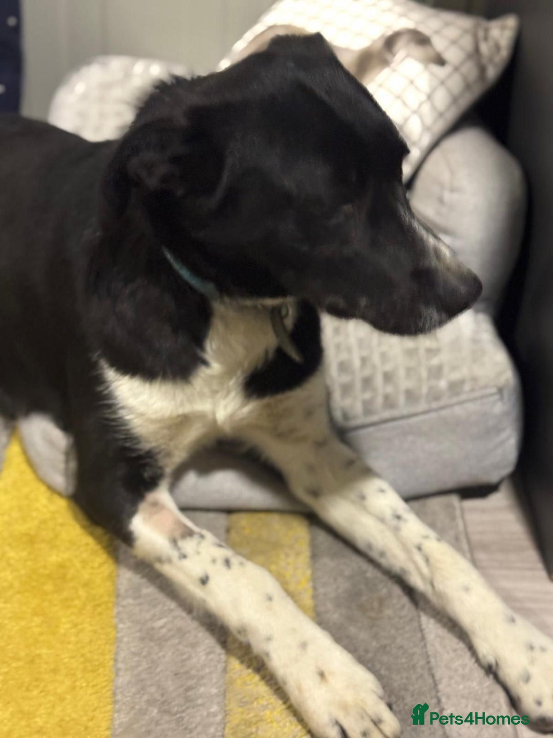 Mixed Breed dogs for adoption: Gorgeous Maylo looking for love - Advert 15