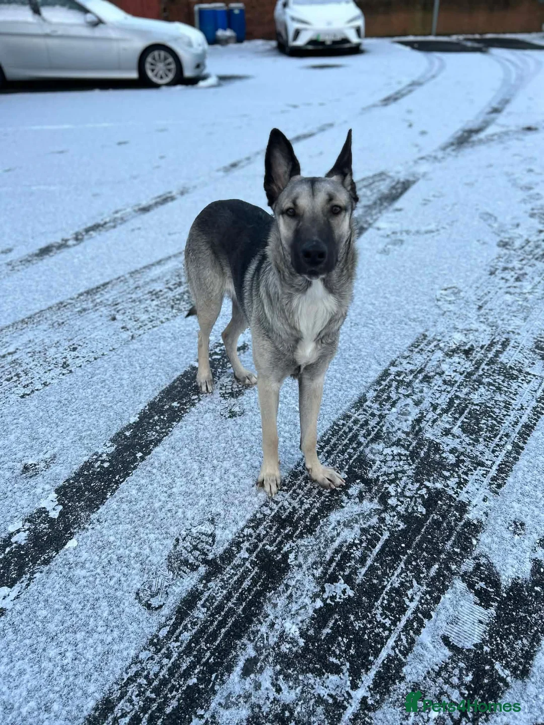 Mixed Breed dogs for sale: ⭐ Energetic 2-Year-Old Mali x German Shepherd ⭐ in Hereford - Advert 2