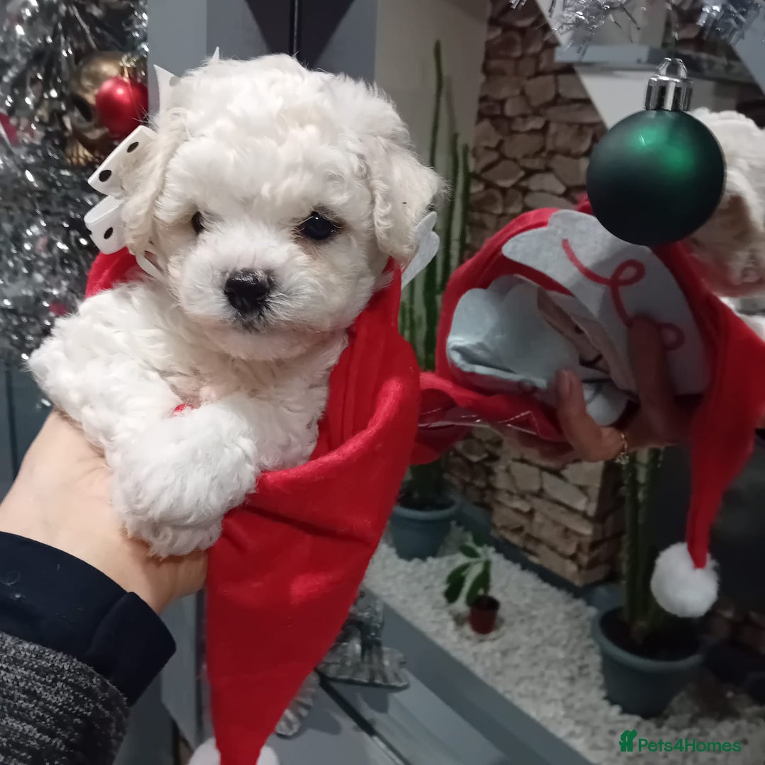 Bichon Frise dogs for sale: Bichon Frise 4 boys ( only 1 boy left ) - Advert 14