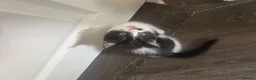 Ragdoll cats for sale: Kittens (Ragdoll and Tabby mix) - Advert 8