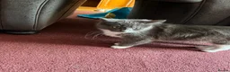 Mixed Breed cats for sale: Very friendly long haired female READY NOW  - Advert 2