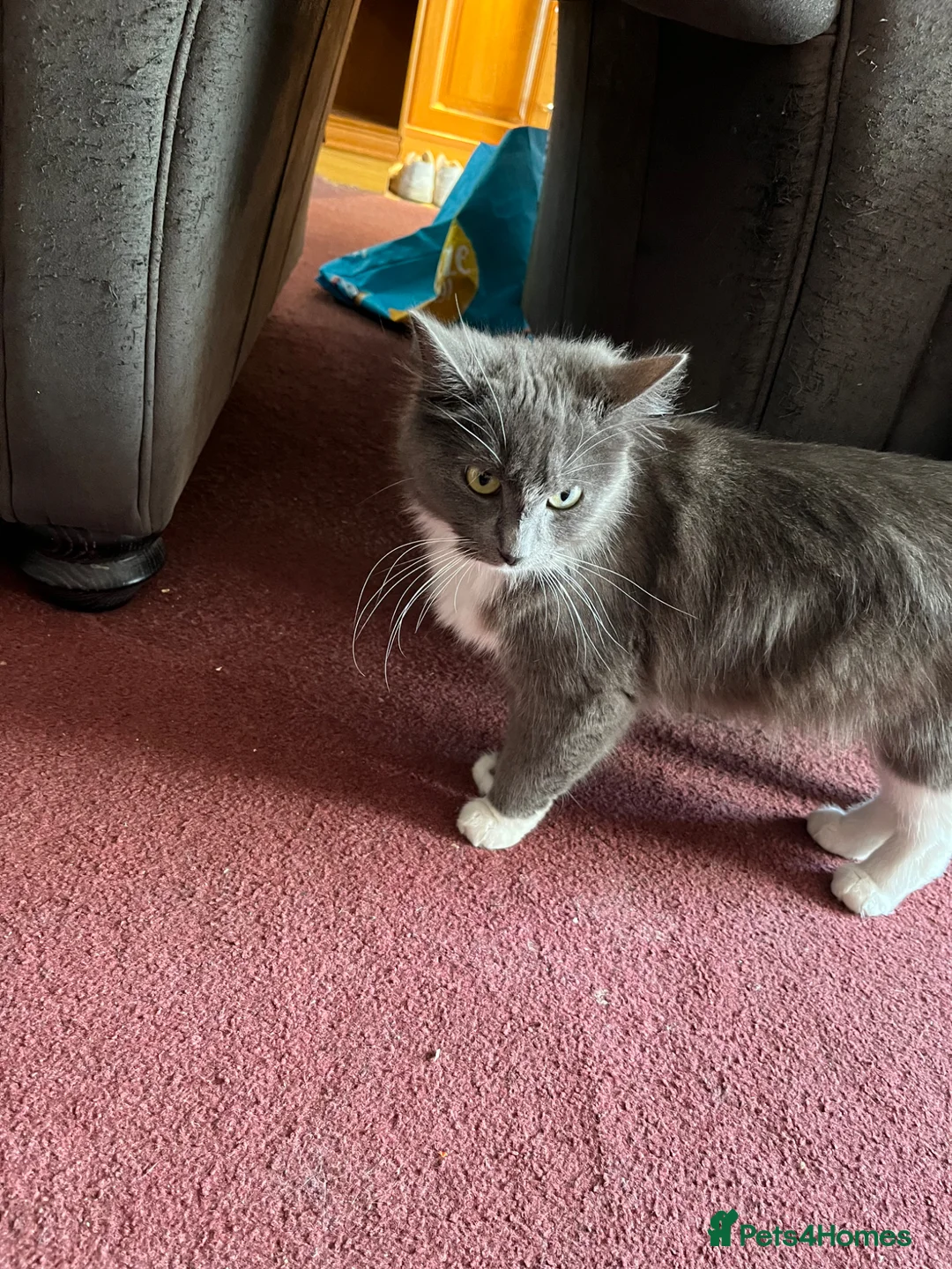 Mixed Breed cats for sale: Very friendly long haired female READY NOW  - Advert 2